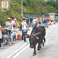 羌山道間中亦有牛隻經過，令路面更加擠迫。（途人提供）