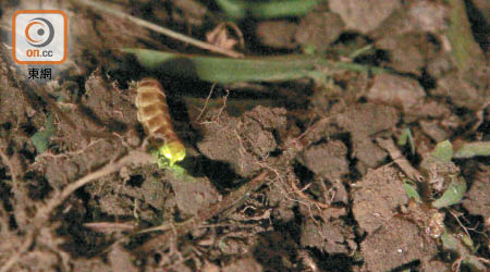 清潭地產內發現的黃緣雌光螢，正等待雄性前來交配。