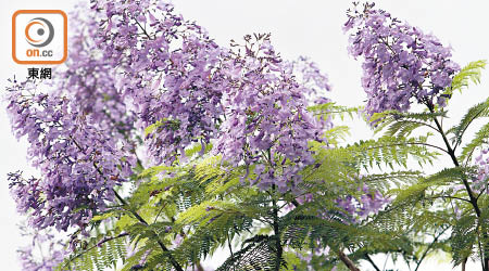 沙田<br>藍花楹花冠呈紫藍色，非常奪目。