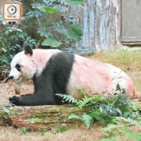 大熊貓佳佳出現高血壓、關節炎及白內障等問題。