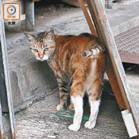 玻璃店東主飼養的貓兒。（資料圖片）