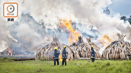 肯尼亞早前焚毀逾百噸象牙。（資料圖片）