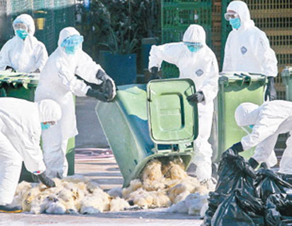 H7N9源頭未明港府今殺4500活禽