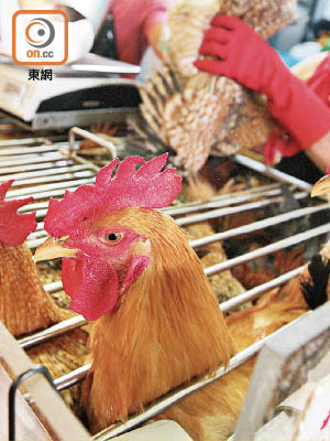 活雞供應昨日恢復，市民於端午節正日總算有活雞應節。