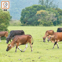西貢及馬鞍山區合共有四百多隻流浪牛。（蘇文傑攝）