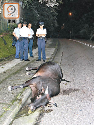 黃牛伏屍路邊，警員在場調查。（賴南秋攝）