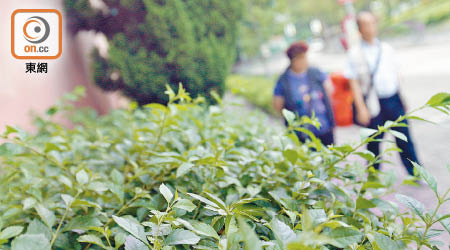 發展局建議栽種本地灌木如假連翹，取代台灣相思。