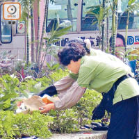 清潔工人在現場花槽拜祭，祈求心安。