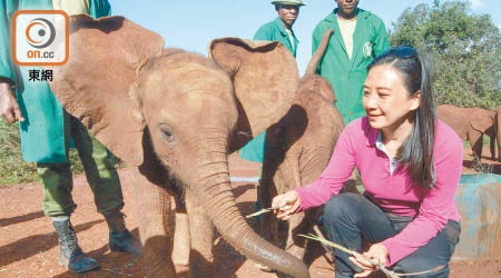 葛珮帆上年跟保育組織去非洲睇大象，仲餵大象食嘢。（受訪者提供）