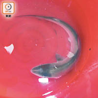 救生員將捕獲的尖頭鯊放在膠桶內。（曾志恒攝）