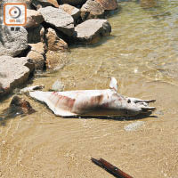 在深井發現的中華白海豚屍體。