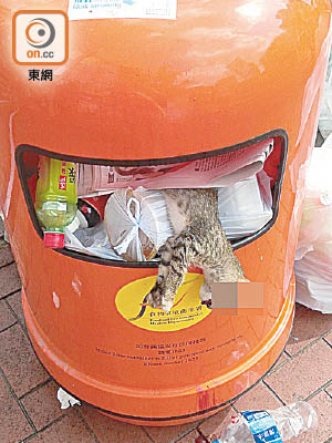 爆頭貓屍放在路邊垃圾桶。（讀者提供）