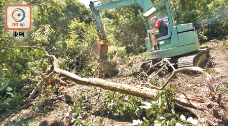 村民使用大型掘土機在高塘下洋村一幅農地除草砍樹，聲稱將農地復耕。（袁志豪攝）