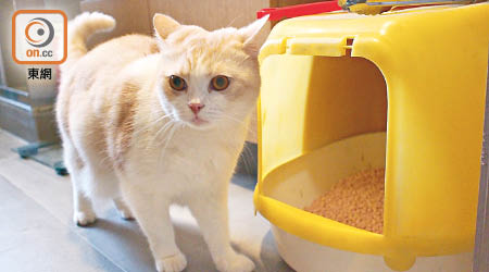 研究指貓糞中的寄生蟲或有助抗癌。（資料圖片）