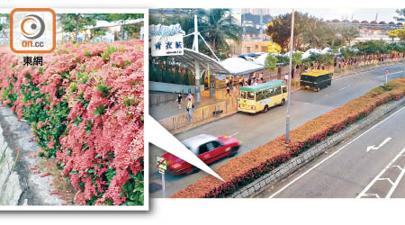 青敬路近青衣城附近，出現了長達二百米的火紅龍船花。（朱先儒攝）