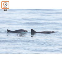 棲息於墨西哥加尼福尼亞灣地區的加灣鼠海豚，正瀕臨絕種邊緣。