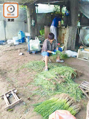 村民正處理染過藍礬的香葱，其身後的桶（箭嘴示）就是噴灑藍粉的工具。（互聯網圖片）