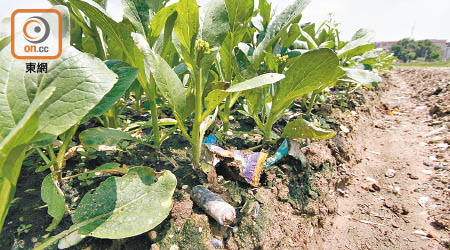 過往本報曾揭發廣州市有菜農以「垃圾肥」種菜。