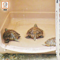 撈獲的巴西龜。