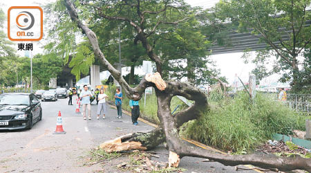 倒塌大樹橫亘馬路。（馬竟峯攝）