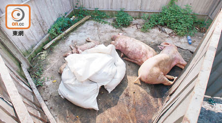 流浮山深灣路的一個動物屍體收集站，四具豬屍無用袋包裹。