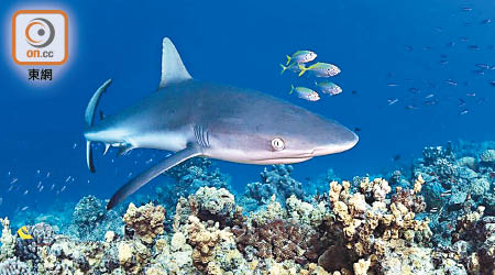 鐮狀真鯊被過度捕獵，過去四十年數量大跌逾九成。（Shawn Heinrich提供）
