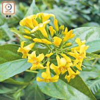 大埔梧桐寨：斷腸草的顏色和形狀類似攀藤植物，更會長出一朵朵黃色小花。（受訪者提供）