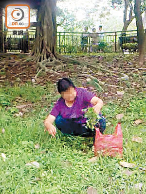 當年：二○一一年有婦人在大埔廣福橋公園草地，採摘野生草藥。