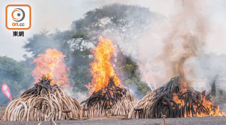 非洲有國家焚燒象牙，以示打擊動物走私活動的決心。