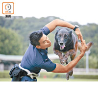 今屆警犬技能比賽，將有五隻巡邏犬參加攻擊及服從兩項比賽。
