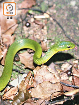 無毒的翠青蛇（圖）與本地常見的毒蛇青竹蛇相似，但較為溫馴。（受訪者提供）