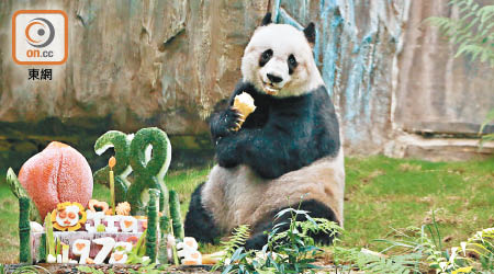 大熊貓佳佳今年八月慶祝38歲生日。（海洋公園提供）