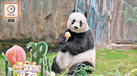 全球最長壽圈養大熊貓佳佳早前慶祝三十八歲生日。
