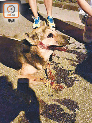 雌性唐狗Barry去年十月懷疑被虐打，口和眼流出血水。