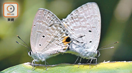 藍咖灰蝶是「非常罕見」蝴蝶物種。（受訪者提供）