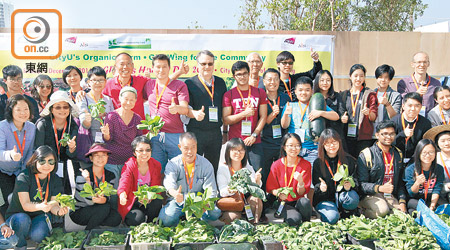 城大有機農場把五十公斤小棠菜全數捐出。（梁耀榮攝）