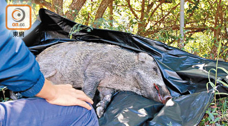 被撞傷野豬其後死亡。