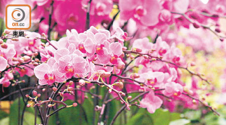主要以溫室栽種的蘭花，今個春節料可保持質素。