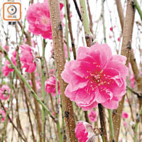 縱然桃花在距離春節約兩星期已開花，但場主有信心可適時盛放。