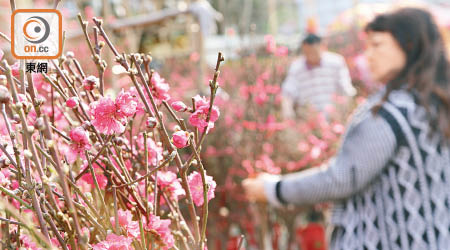 今年冬天偏暖，昨日在維園年宵市場已見桃花開。