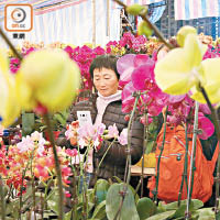 有花檔指今年天氣暖蘭花靚，獲得不少「惜花人」爭相搶購。