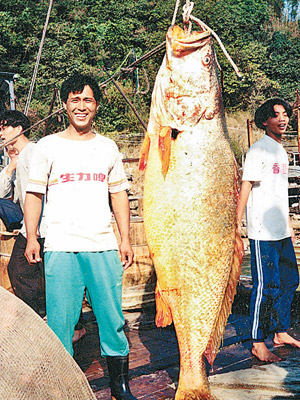 曾有港人於九三年在青山灣捕獲比人高的巨型黃唇魚。（Cheng tai-sing提供）