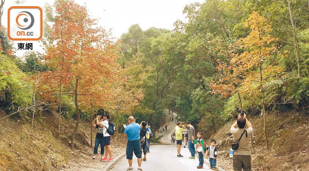 元朗大棠欣賞紅葉的熱點位於大欖郊野公園內。