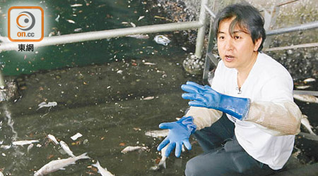 莊棣華指，海洋污染問題嚴重，令三文魚變得虛弱，較容易受到感染。