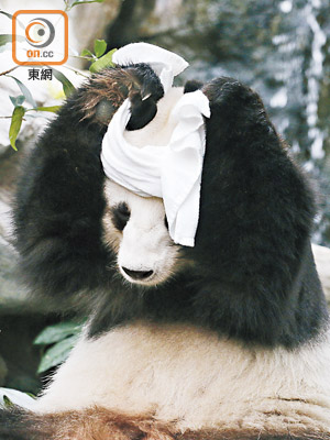 毛巾原來也可以用來訓練大熊貓。（胡家豪攝）