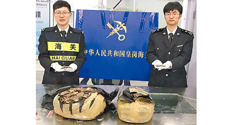 海關查獲的十公斤穿山甲鱗片用膠袋裝着。（互聯網圖片）