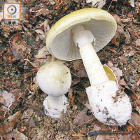 「毒鵝膏」是全球最毒野菇，本地郊野亦有生長。（資料圖片）