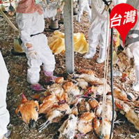 台灣當局下令撲殺染疫雞場活雞。（資料圖片）