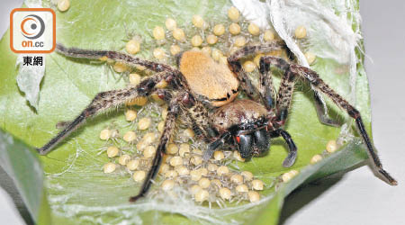異足蛛屬蜘蛛全長約六至七厘米。