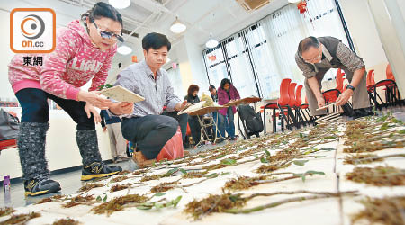 義工正忙於製作一千個卡板石斛盆栽。（黃偉邦攝）